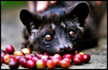 Bagaimana Hukum Kopi Luwak? Haram Atau Halal