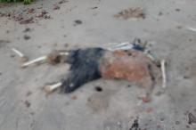 Terungkap! Ini Sosok Dibalik Mayat Tinggal Tulang Belulang di Pantai Nusantara Singkep
