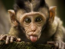 Miliarder Rela Rogoh Kocek Rp 25,3 Miliar demi Selamatkan Monyet