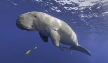 Demi Sesuap Nasi, Nelayan Desa Air Gelubi Buru Dugong