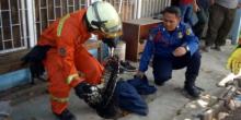 Kucing Liar Bikin Kacau Produksi Pabrik Furnitur