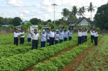 Penuhi Kebutuhan Sayur di Singkep, Lanal Dabo Panen Bayam