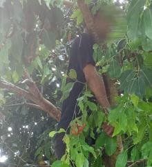 Mayat Tergantung di Pohon dekat Kuburan, Lehernya Tersangkut Dahan