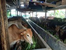Penyalur Ternak, Kandang Sapi Berkah Sei Panas Promo Jelang Idul Adha