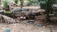 Peternak Babi di Dam Duriangkang Bertambah, BP Batam Bakal Beri Efek Jera