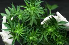 Negara-negara Ini Setujui Ganja Medis, Bagaimana Indonesia?