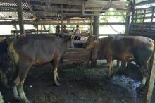 Dinas Peternakan Pastikan Sapi di Bintan Bebas Penyakit Brucellosis