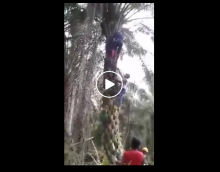 Ngeri Diterkam Harimau, Fitri dan Yusma Panjat Pohon Sawit Belasan Meter