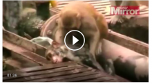 [VIDEO] Subhanallah, Seekor Kera Jantan Selamatkan Pasangan dari Kematian