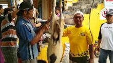 Helmy Hemilton Sumbang Kambing di Masjid Qiblatain