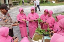 Bhayangkari Cabang Lingga Budidayakan Tanaman Hidroponik