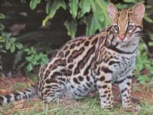 Parodi Nangkap Kucing Hutan Ini Bikin Ngakak