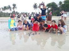 Habitat Penyu di Bintan Terancam Punah, Ini Sebabnya