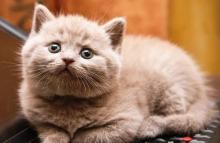 Pasangan Pelihara Kucing, Ciri-ciri Suka Selingkuh?