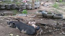 Petugas Siapkan Tim Penembakan Ribuan Babi di Duriangkang lalu Dibakar