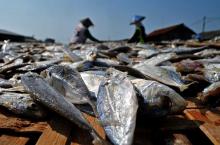 Harga dan Kelezatan Ikan Asin Tidak Sepele Namanya, Berikut Daftarnya