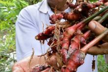 Warga Lingga, Yuk Tanam Jahe Merah!