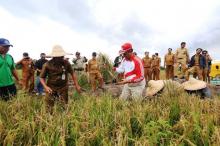 Bintan Penyumbang Tertinggi Padi dan Beras di Kepri