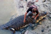 BKSDA Batam Cuek soal Ancaman Buaya di Lingga