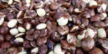 Harga Jengkol Sudah Saingi Daging Sapi