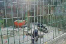 Satwa Langka Hutan Mata Kucing Dipindahkan, Pengelola Sedih