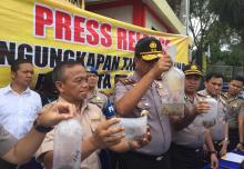 Lagi, Penyelundupan Ribuan Bibit Lobster ke Singapura Digagalkan, Begini Modusnya