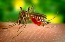 Ketahui, Ini Temperatur Ideal Nyamuk Untuk Sebarkan Virus