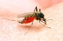 Dinkes Catat 11 Warga Lingga Terserang DBD dan Malaria Awal 2019