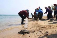 Gandeng Swasta, Pramuka Batam Dukung Konservasi Penyu di Karas Kecil