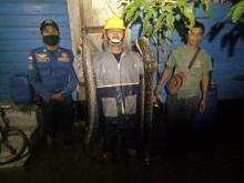 Sejumlah Ular Piton Masuk Rumah Warga saat Banjir di Ranai Natuna