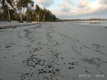 Sludge Oil Cemari 4 Resort Pantai di Lagoi