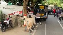 Sapi Kurban Ngamuk, Polisi Diseruduk hingga Tersungkur