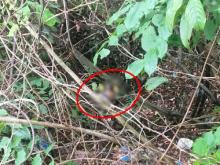 Mayat Pria Telentang di Semak Belukar dekat  Hutan Mata Kucing