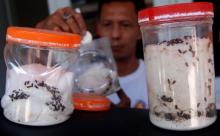 Heboh Semut Jepang Obat Alternatif, Kini Dihargai Rp 1.000 per Ekor