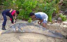 Lumba-lumba Penuh Luka Terdampar di Pantai Tanjung Natuna Akhirnya Mati