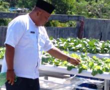 Sayuran Hidroponik Sumber Ekonomi Baru Warga Teluksasah