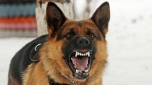 Puluhan Ekor Anjing Mati Diracun dalam Sepekan, Pecinta Hewan Murka