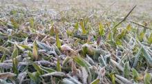 Suhu Ekstrem hingga Turun Salju Ancam Pertanian di Dataran Tinggi Dieng 