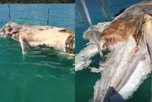 LIPI Ungkap Identitas Monster Laut di Natuna: Itu Paus Baleen