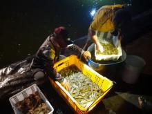 Pokdakan Desa Tinjul di Lingga Panen 1,7 Ton Udang Vaname