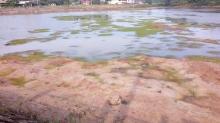A Lun Kaget Lihat Penampakan Buaya di Waduk Gesek 
