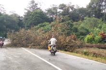 Pohon Tumbang Timpa Jaringan PLN di Lingga, Listrik Mati Total