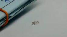 Viral, Seekor Semut "Curi" Sebutir Berlian