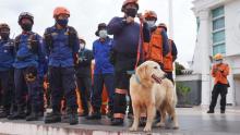 Basarnas Libatkan Anjing K9 dalam Pencarian Korban Gempa Sulbar