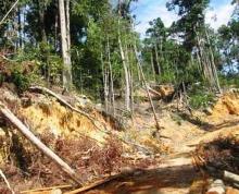 Hutan Lindung Sei Jago Sepanjang 4,5 Km Dibabat, Kerugian Negara Hanya Rp 93 Ribu
