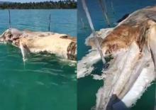 A Mysterious Sea Monster Found in Natuna, Residents Call It `Gajah Mina`