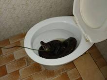 Ngeri, Pemilik Rumah Kaget Lihat Ular Piton Berendam di Toilet