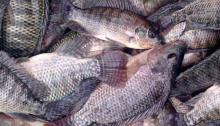 Ribuan Ikan Mati di Pesisir Kawal Bintan, Uji Lab Belum Diketahui