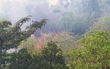Si Jago Merah Lalap Hutan di Belakang Perumahan Buana Regency Belian