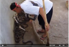 [VIDEO] Seorang Pria Bersihkan Ratusan Kobra Pakai Tangan